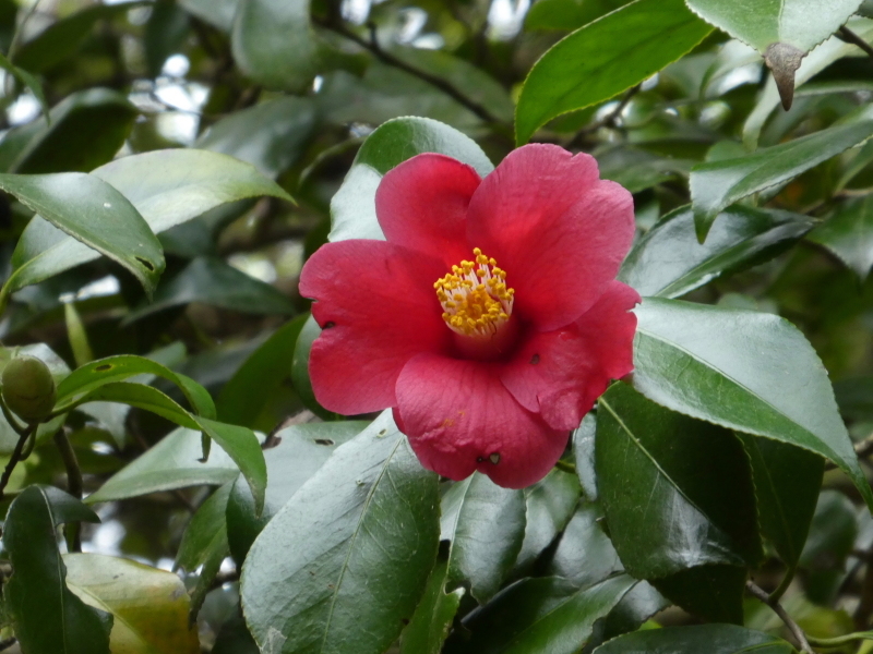 花の明王山 (380M) に登る_d0170615_20233535.jpg