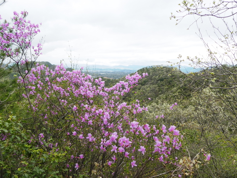 花の明王山 (380M) に登る_d0170615_20234664.jpg