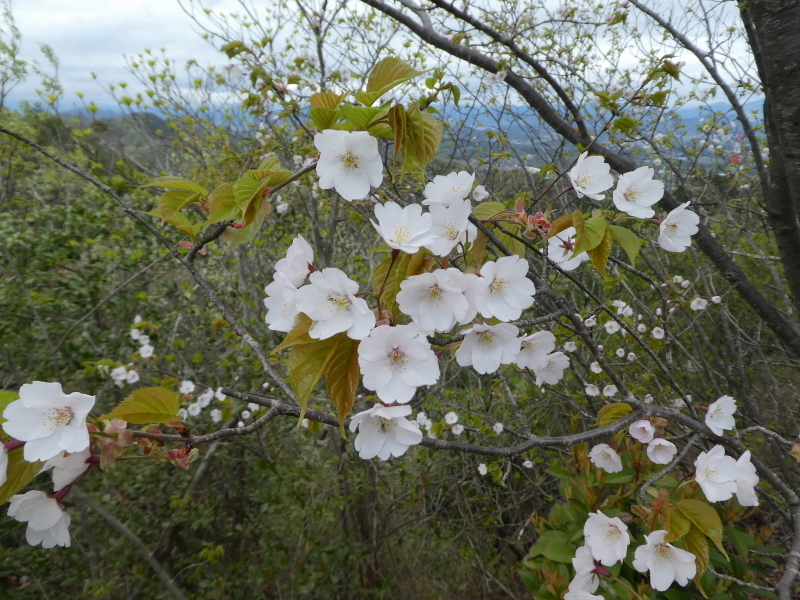 花の明王山 (380M) に登る_d0170615_20242865.jpg