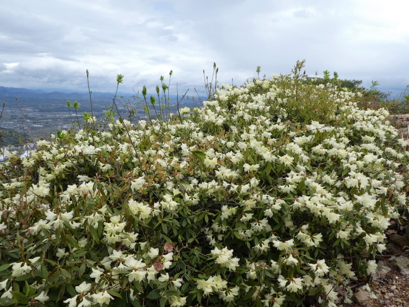 花の明王山 (380M) に登る_d0170615_20282380.jpg