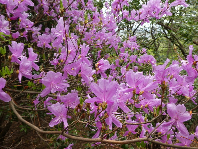 花の明王山 (380M) に登る_d0170615_20310053.jpg