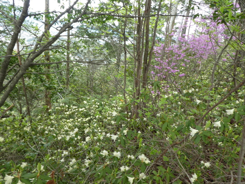 花の明王山 (380M) に登る_d0170615_20311428.jpg