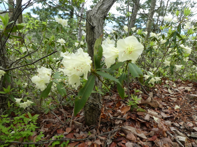 花の明王山 (380M) に登る_d0170615_20314356.jpg