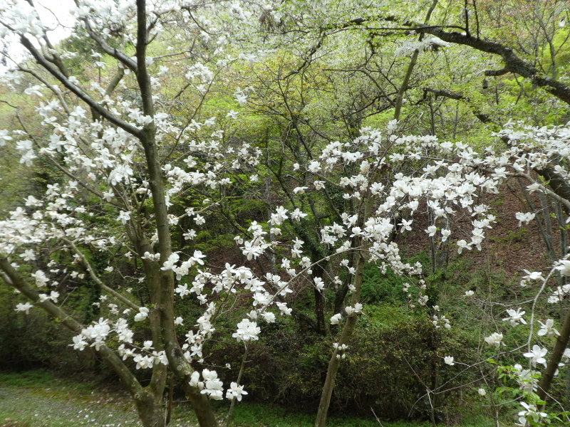 花の明王山 (380M) に登る_d0170615_20324276.jpg