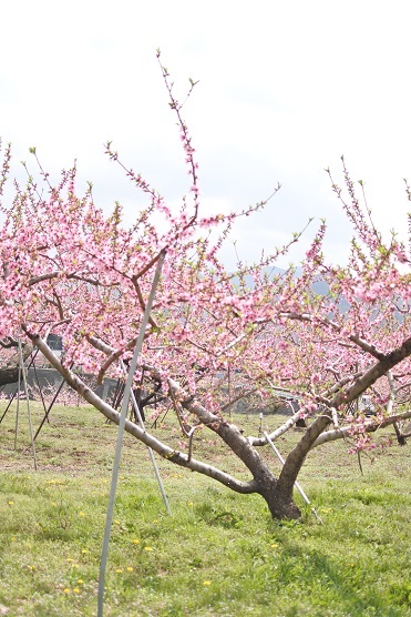 山梨県　桃の花が満開です。_f0230616_15254611.jpg