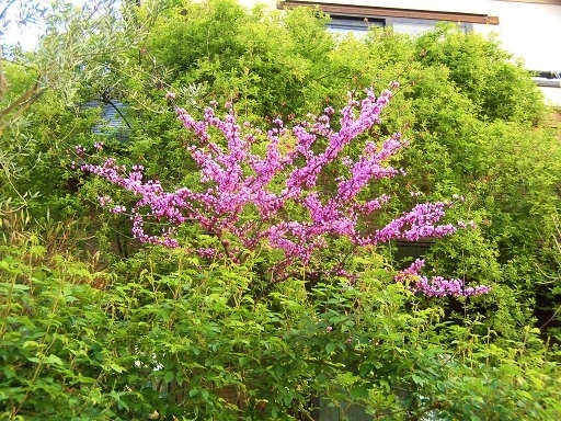 c0204121_17504026.jpg