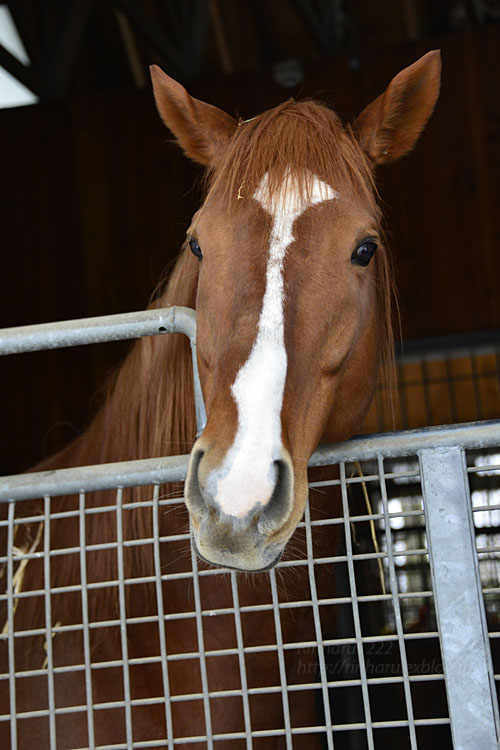 17 12 27 社台スタリオンステーション オルフェーヴル Orfevre 青空に浮かぶ月を眺めながら