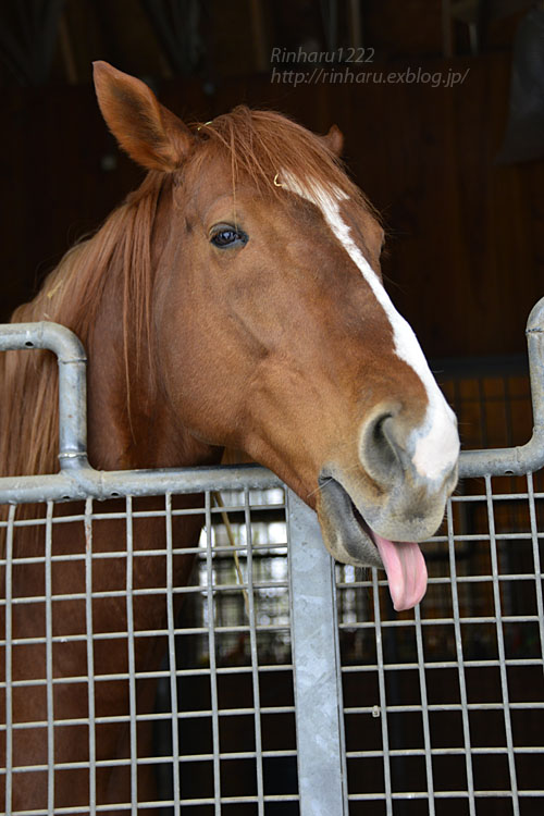 17 12 27 社台スタリオンステーション オルフェーヴル Orfevre 青空に浮かぶ月を眺めながら