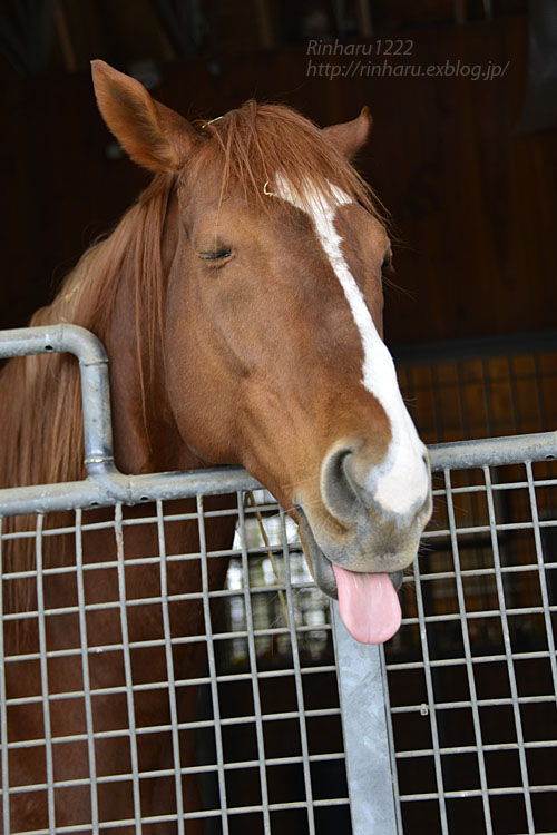 17 12 27 社台スタリオンステーション オルフェーヴル Orfevre 青空に浮かぶ月を眺めながら