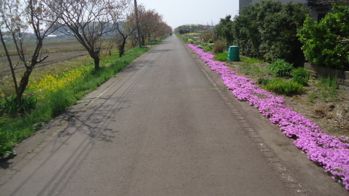 そちこちの桜ーりんりんロードサイクリング_b0057924_15314865.jpg