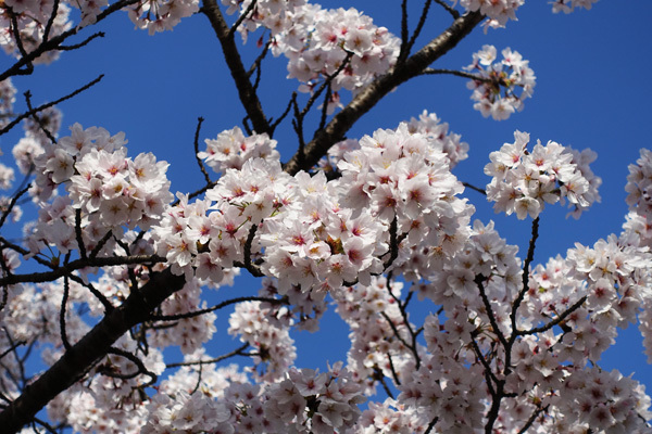 石清水八幡宮で桜を見た　2018/03/31_e0192725_07213979.jpg