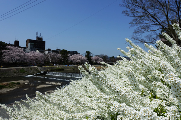 賀茂川沿いで桜を見た　2018/03/31_e0192725_07532295.jpg