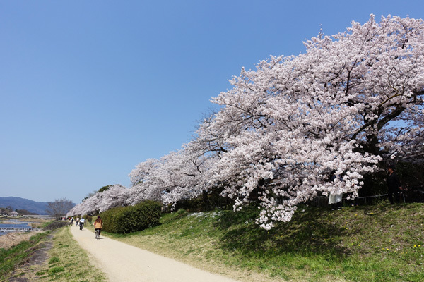 賀茂川沿いで桜を見た　2018/03/31_e0192725_07551161.jpg