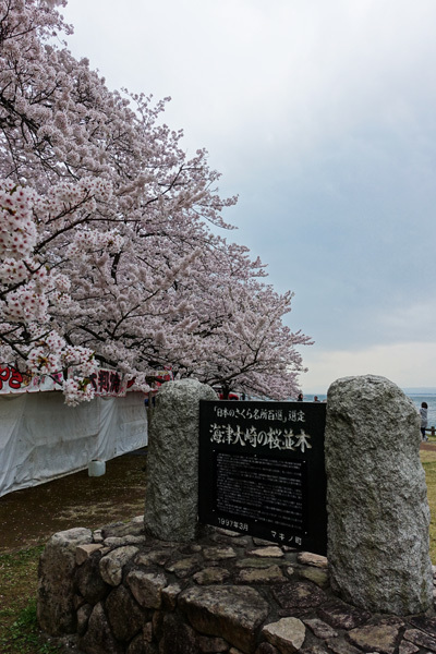 海津大崎で桜並木を見た　2018/04/06_e0192725_20434320.jpg