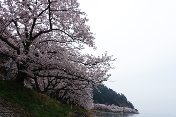 海津大崎で桜並木を見た　2018/04/06_e0192725_20434758.jpg