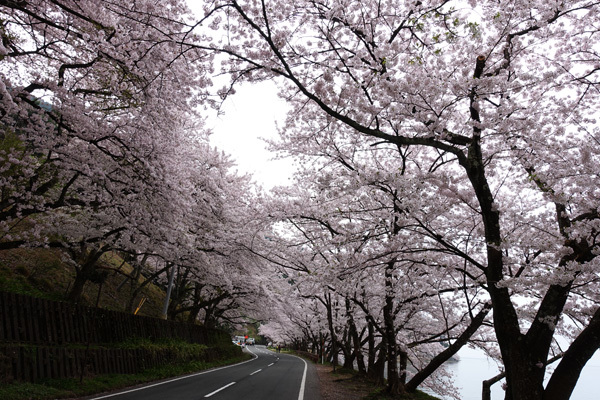 海津大崎で桜並木を見た　2018/04/06_e0192725_20435080.jpg
