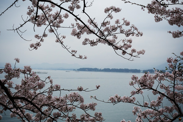海津大崎で桜並木を見た　2018/04/06_e0192725_20435451.jpg