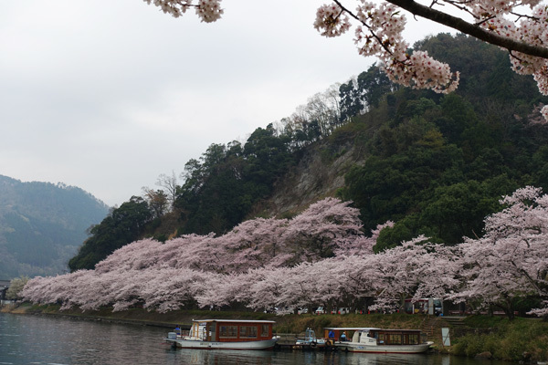 海津大崎で桜並木を見た　2018/04/06_e0192725_20435982.jpg