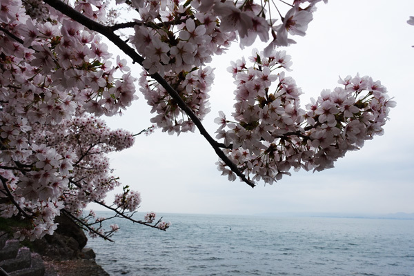 海津大崎で桜並木を見た　2018/04/06_e0192725_20440296.jpg