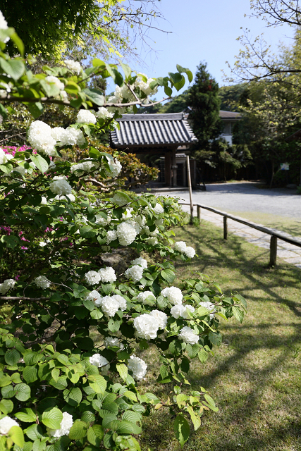 鎌倉散歩　#63 －新緑の浄光明寺－ _b0169330_8385011.jpg