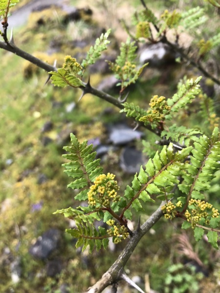 d0349130_14275430.jpeg