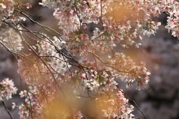 １８年桜紀行９文京区神田川桜並木その３_f0229832_08391150.jpg