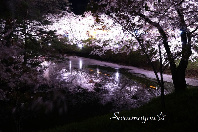 上田城址公園　夜桜_a0205834_22165194.jpg