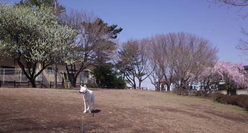 a0117039_00080074.jpg