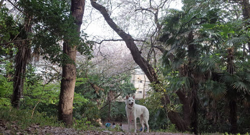 a0117039_00085687.jpg