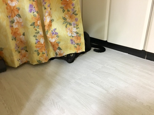 b0341440_17331447.jpeg