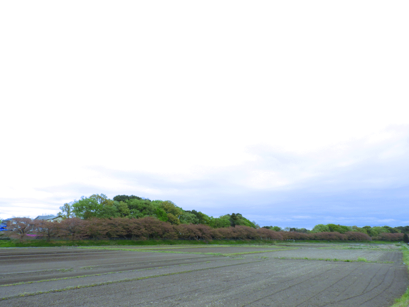 d0290240_14141477.gif