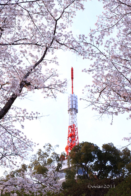 八幡山公園の夜桜18 日々の贈り物 私の宇都宮生活