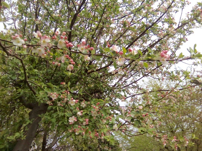 f0130642_17430903.jpeg