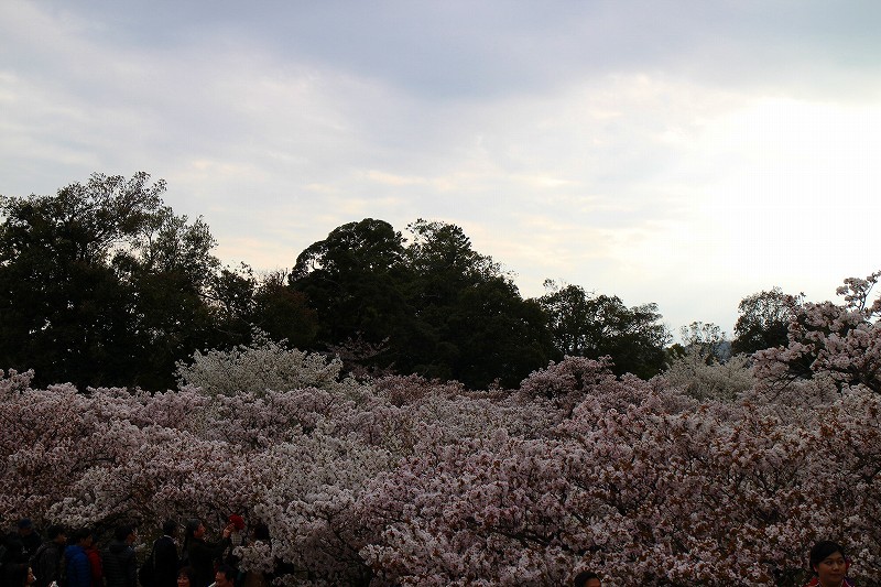 仁和寺の遅咲きの「御室桜」20180405_e0237645_15051866.jpg