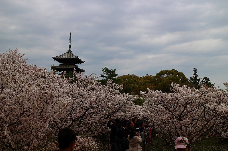 仁和寺の遅咲きの「御室桜」20180405_e0237645_15080552.jpg