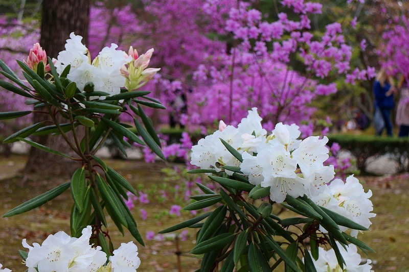 仁和寺の瑞々しい「シャクナゲの花」20180405_e0237645_15261595.jpg