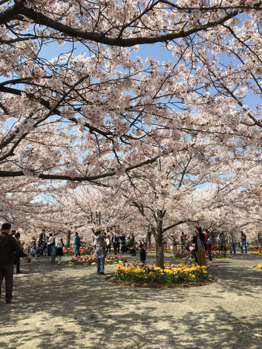 さくら広場 Bon Dia