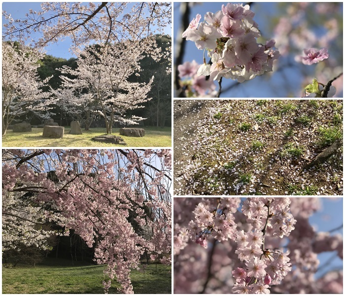 桜_d0111558_15390655.jpg