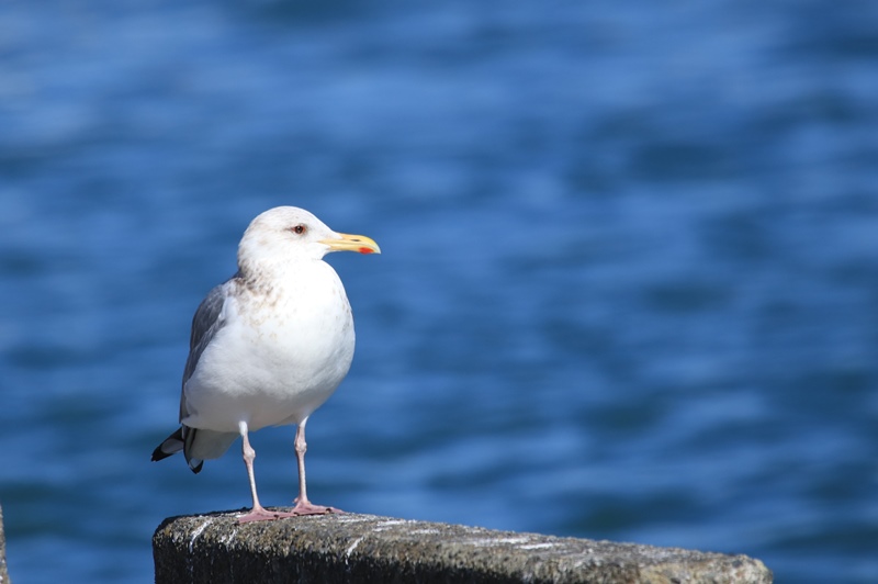 港で出合った鳥さんたち♪_a0167759_14424737.jpg