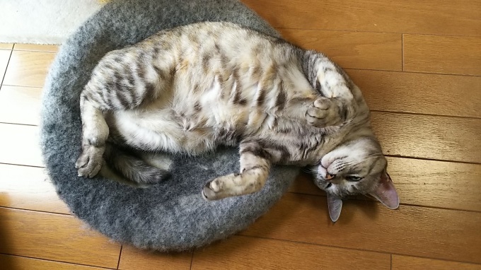 はぎれを使ってトップ作りました♪_f0374160_21374233.jpg