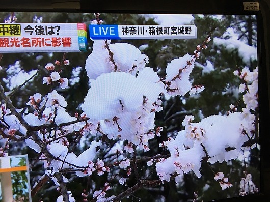 春なのに大雪　（3月21日）_b0145863_23551753.jpg