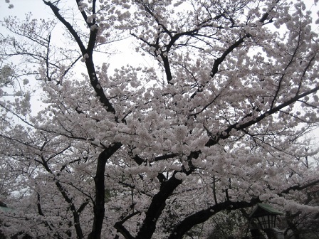 靖国神社の桜_f0148563_12010818.jpg