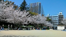 靭公園でお花見_f0395164_00113386.jpg