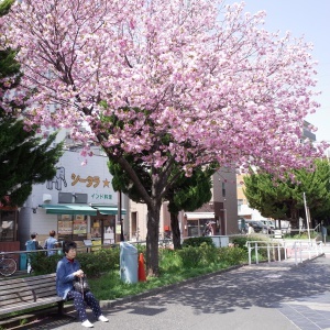 綾瀬の桜_c0179469_21015158.jpg