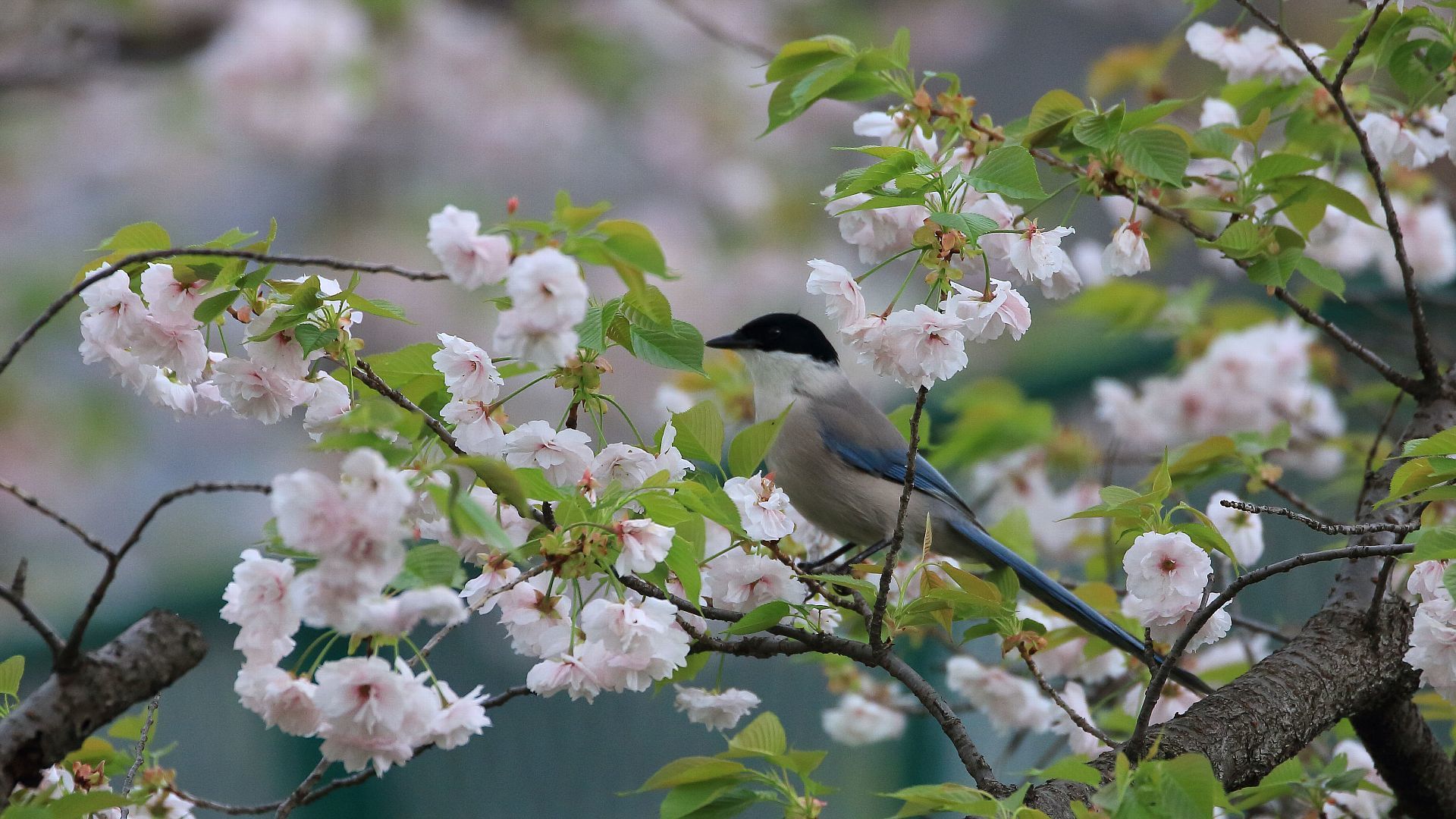 八重桜はまだ咲いていましたが、、、_f0105570_22262034.jpg