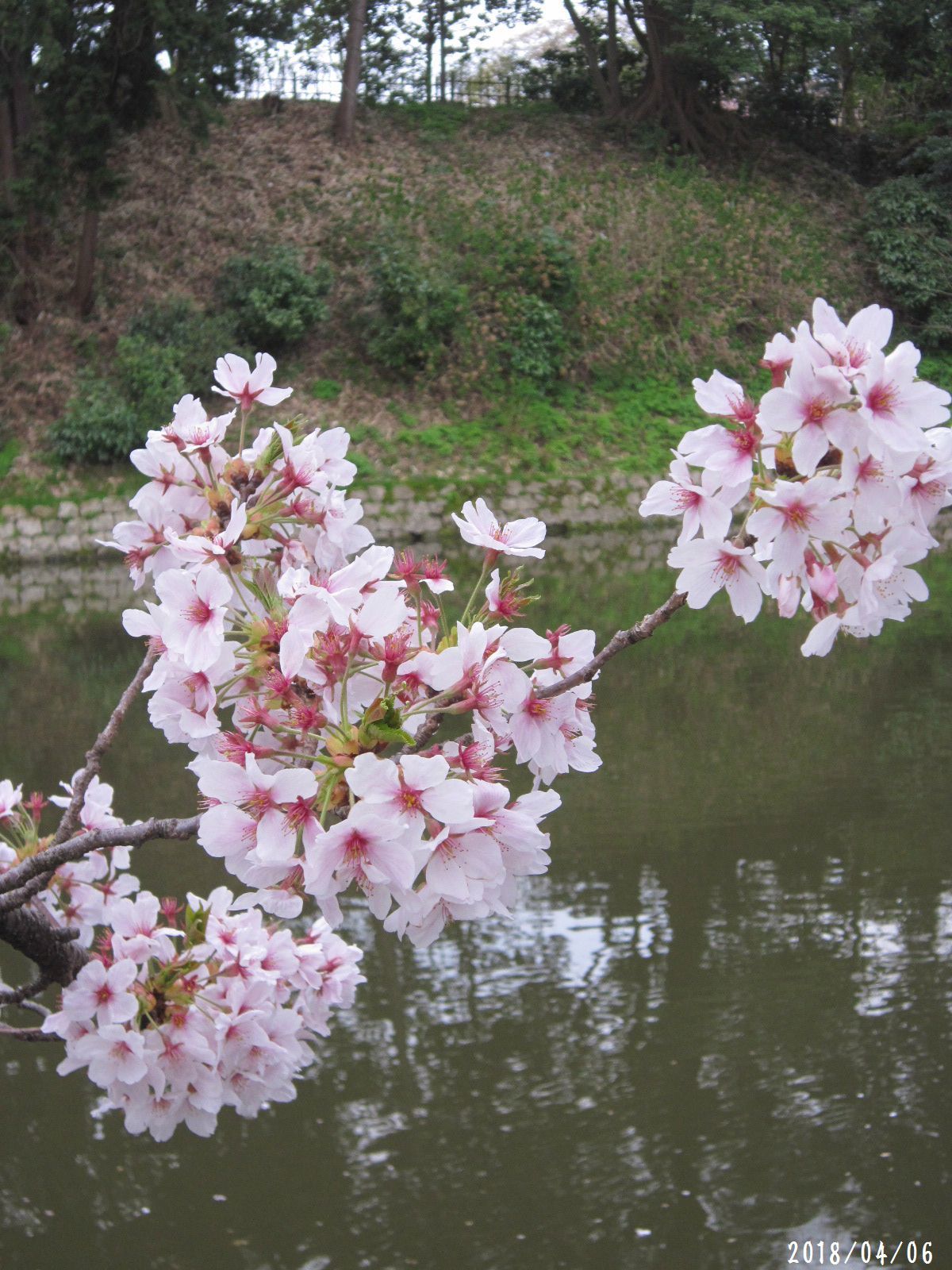 桜だより❀　満開です❀　(4月7日　追記あり)　　_a0207574_09281950.jpg