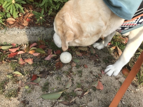 f0315081_16302798.jpeg