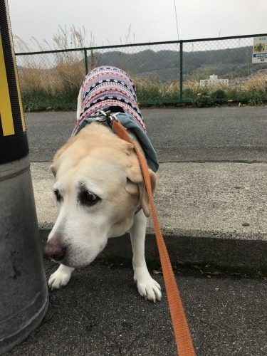 f0315081_16352394.jpeg