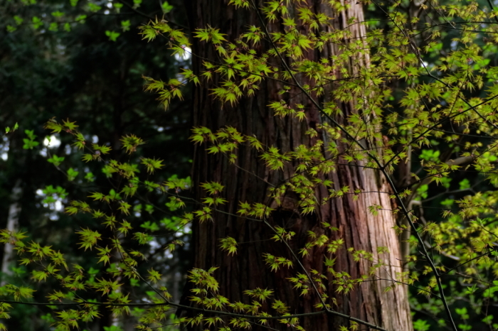 御岩神社にて　２０１８・０４・０６_e0143883_04124813.jpg