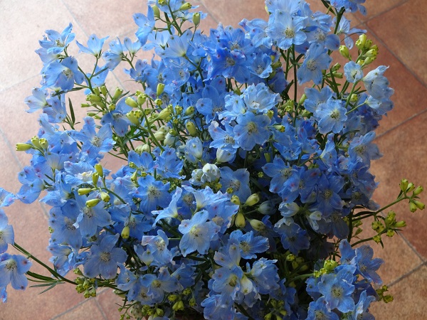 デルフィ2種 フラワーショップデリカの花日記 デルフィ2種 フラワーショップデリカの花日記